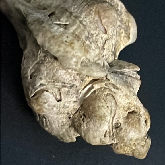 Calcified Sea Shell Interesting Fossil Specimen (Unknown Origin) - Picture 6 of 11